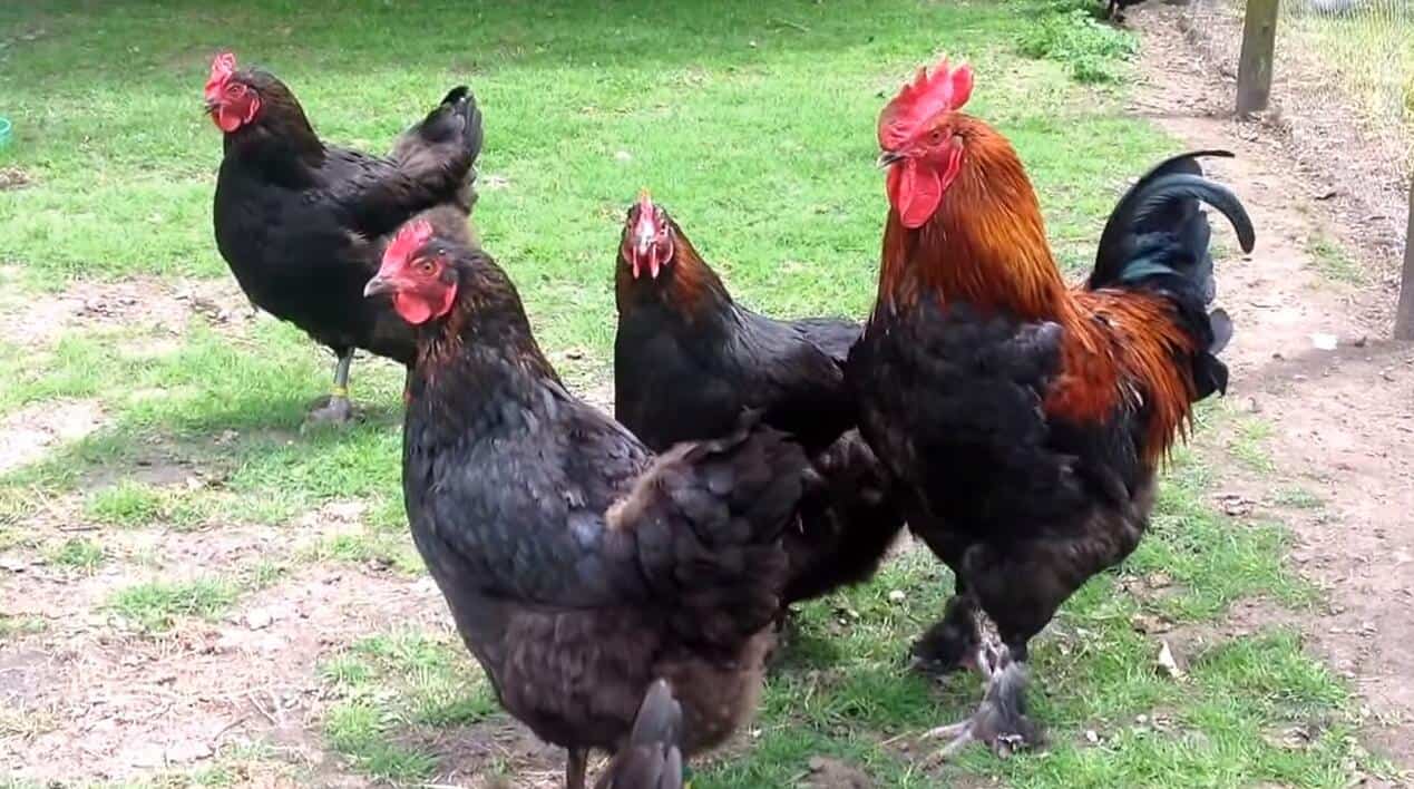 gallos maranes