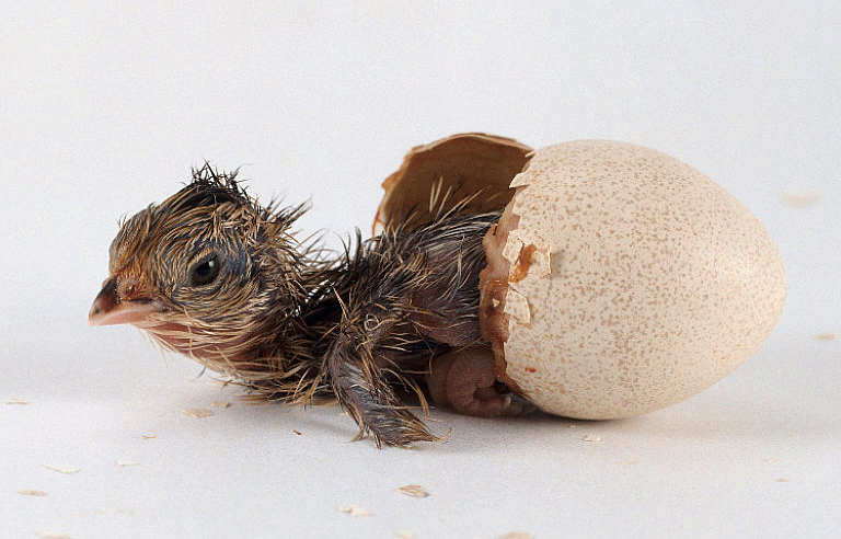 ciclo del huevo de gallina