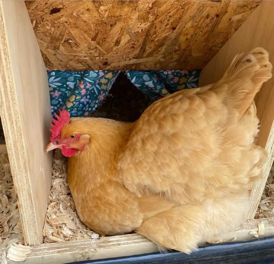 pollos buff orpington