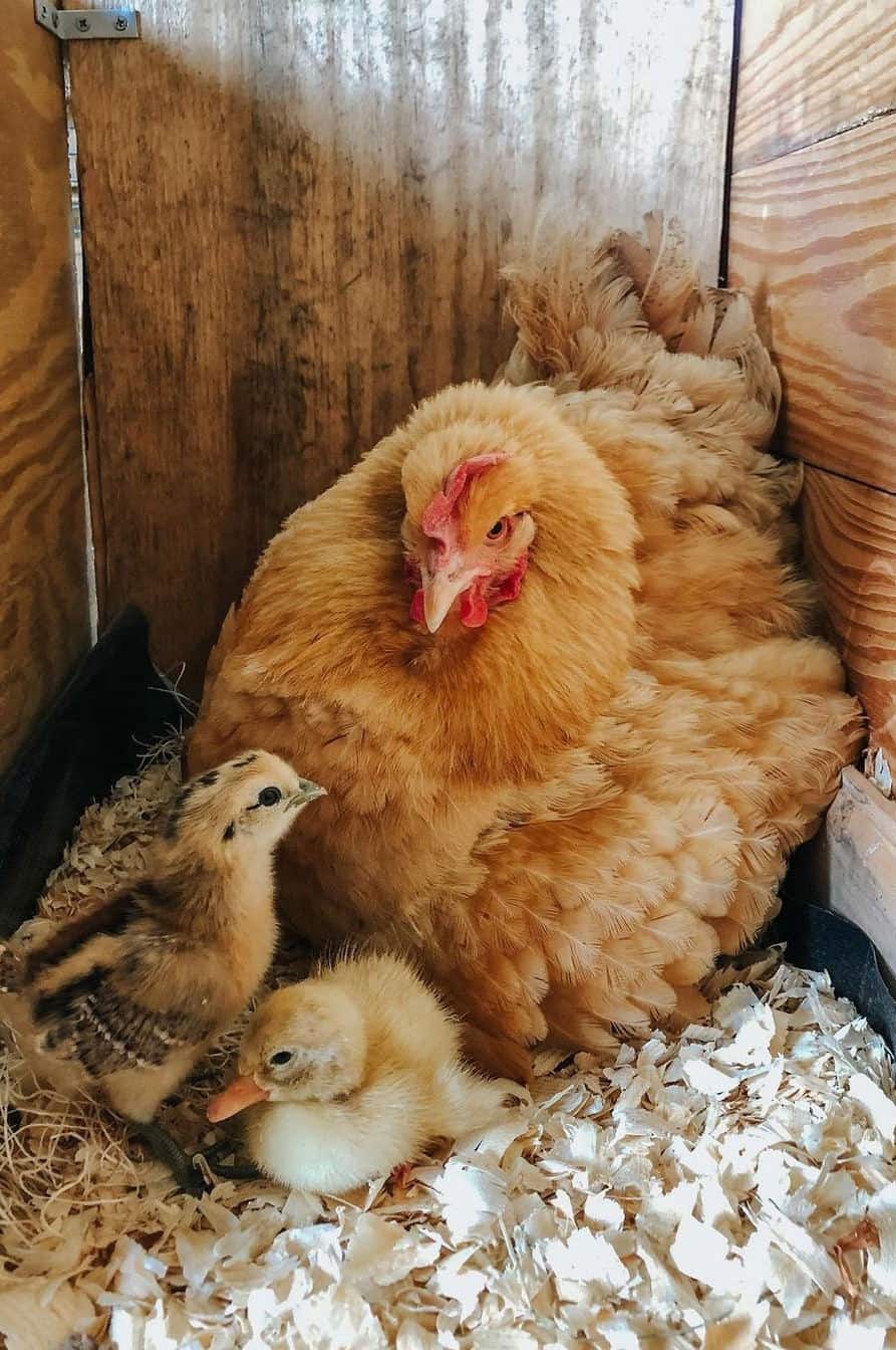 gallina buff orpington