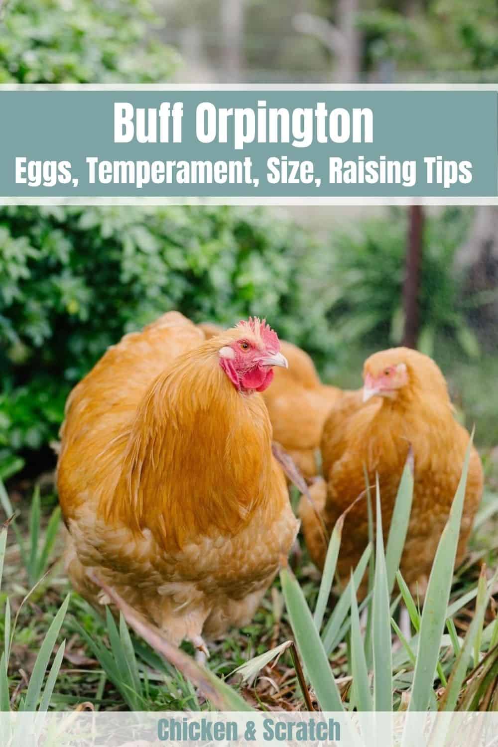 chica buff orpington