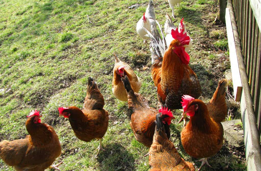 peines de pollo