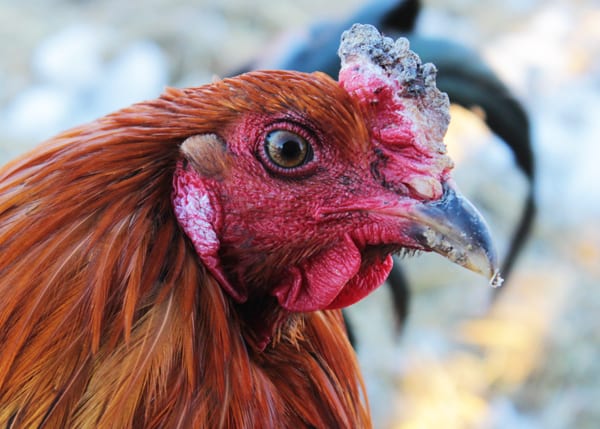 problemas de peine de pollo