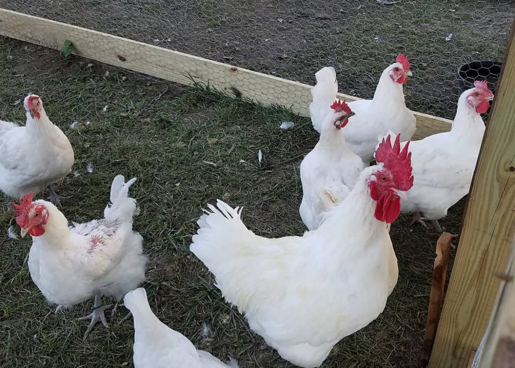 peines de gallinas