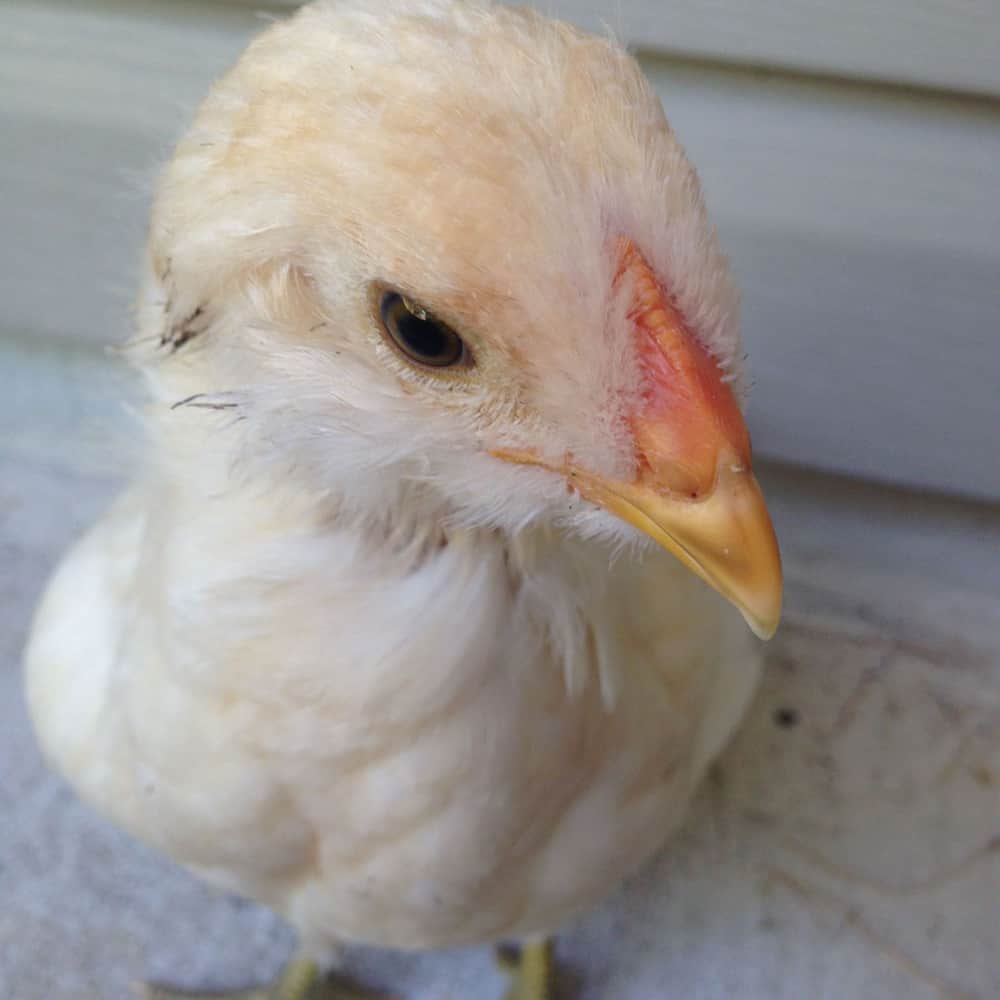 peines de pollo