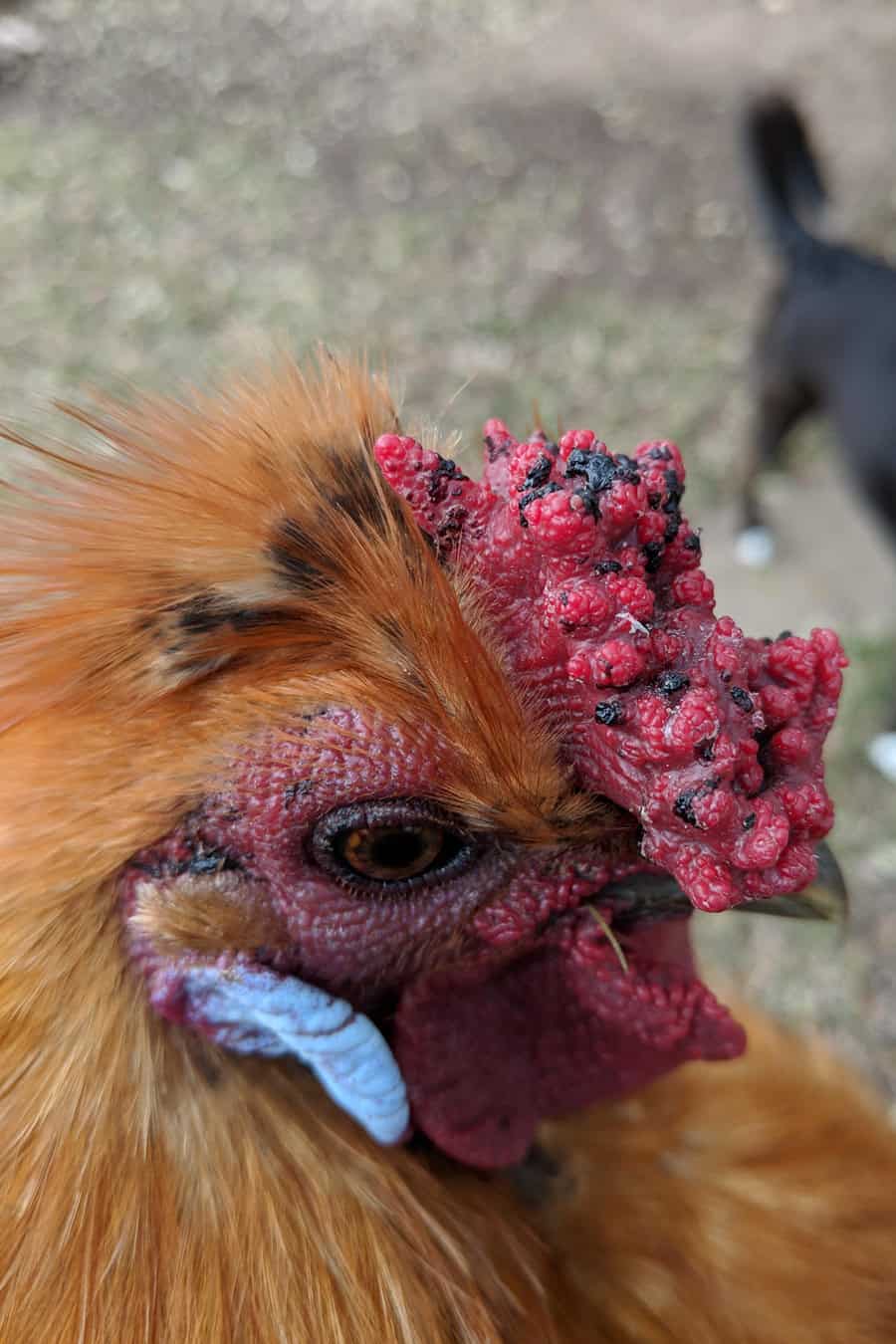 ¿Por qué las gallinas tienen peines?