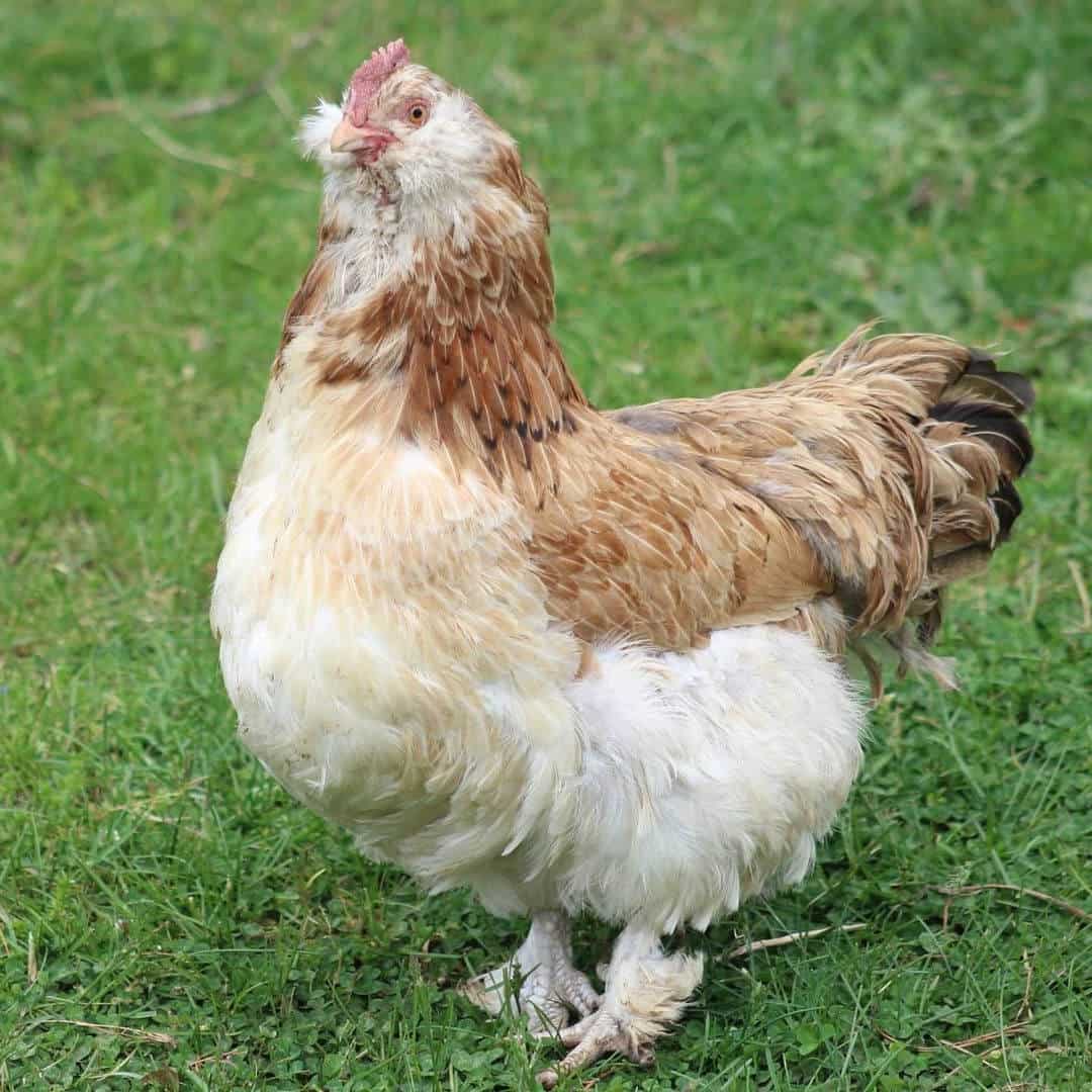 pollo faverolle de salmón