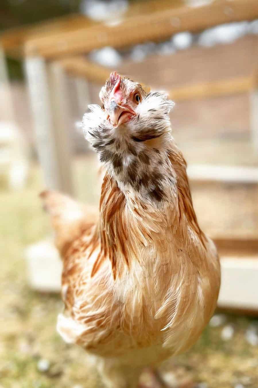 gallo salmón faverolle