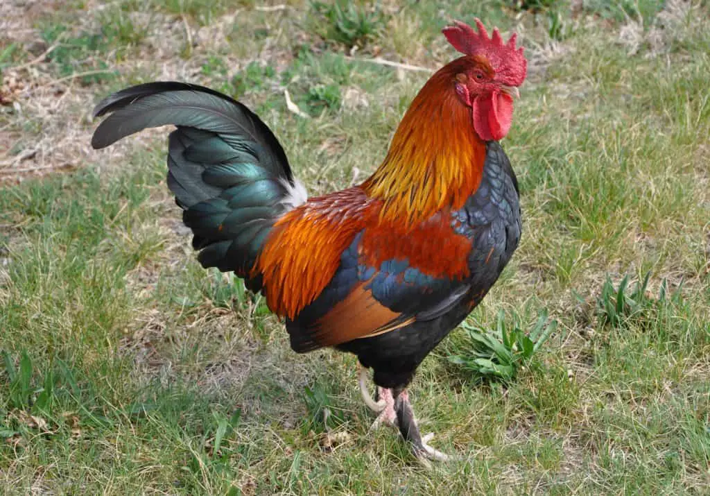 gallo de gallinas