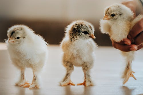 Toma de primer plano de una persona sosteniendo un pollito