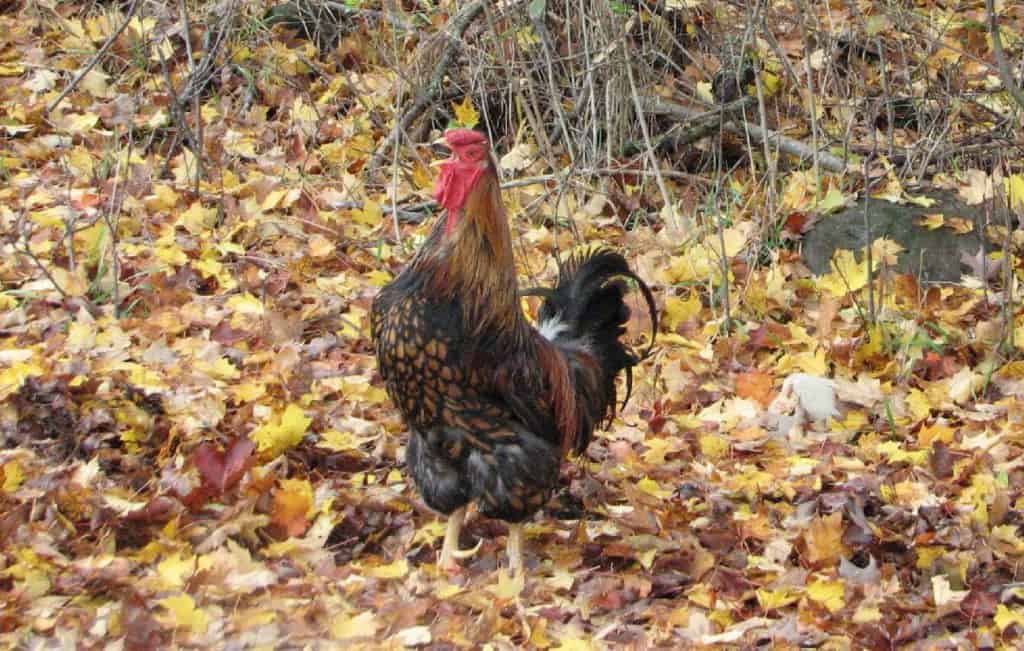pollos de encaje dorado