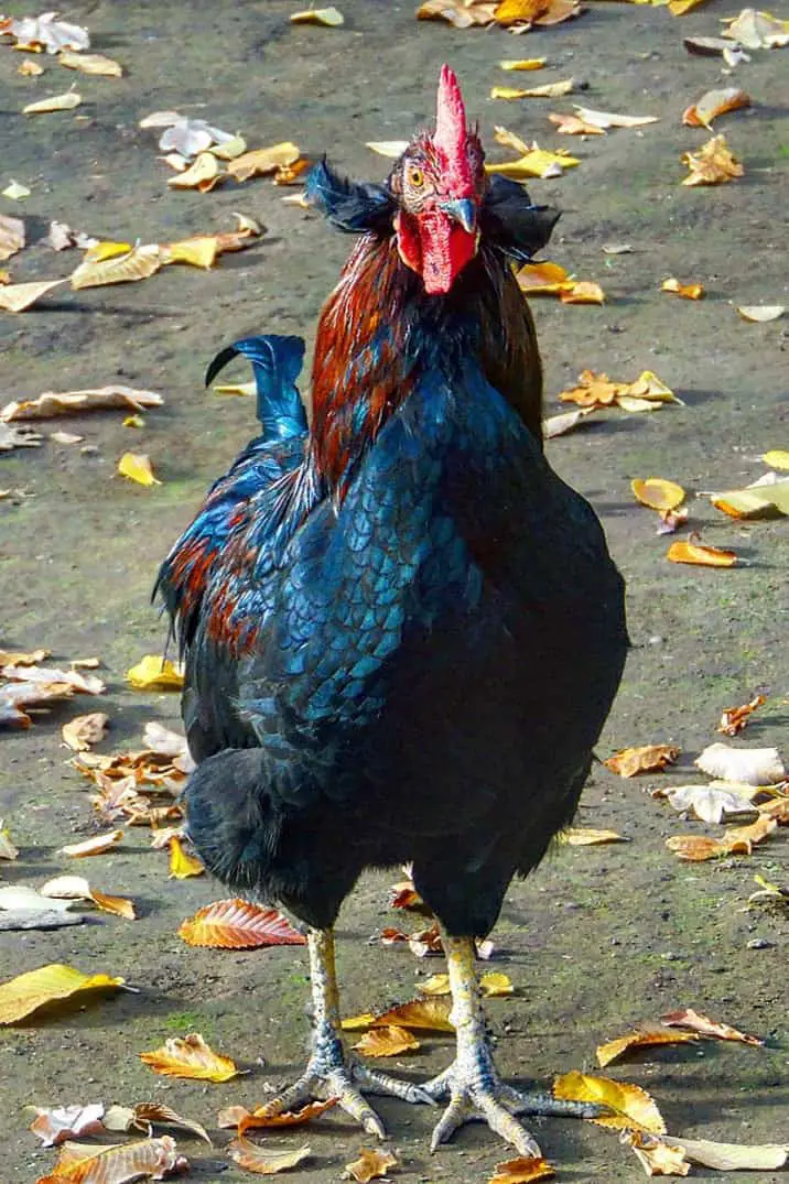 Pollo araucano