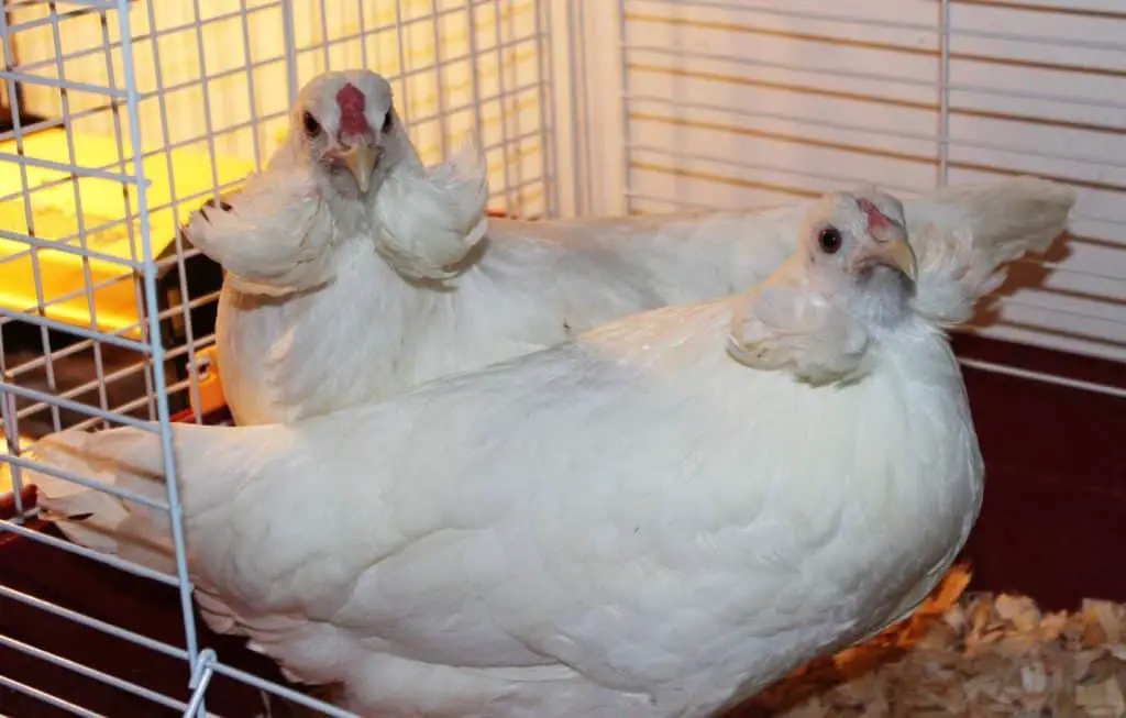 huevos de gallina araucana
