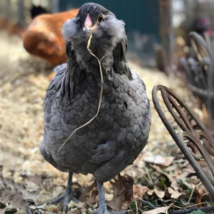 Pollos Araucanos