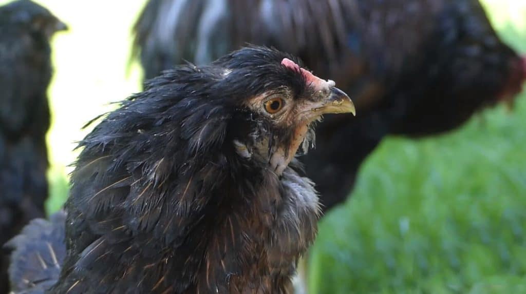 gallinas araucanas