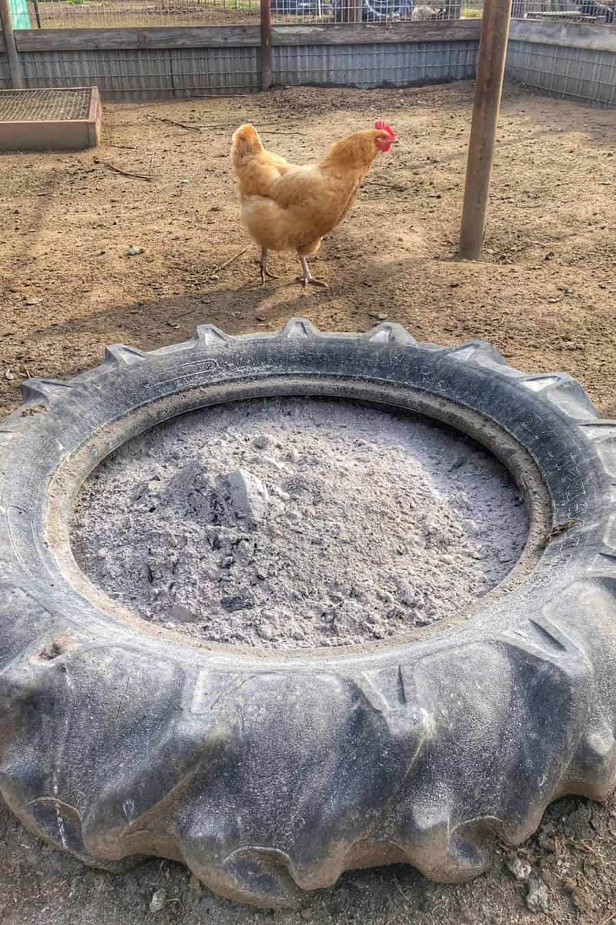 polvo de pollo