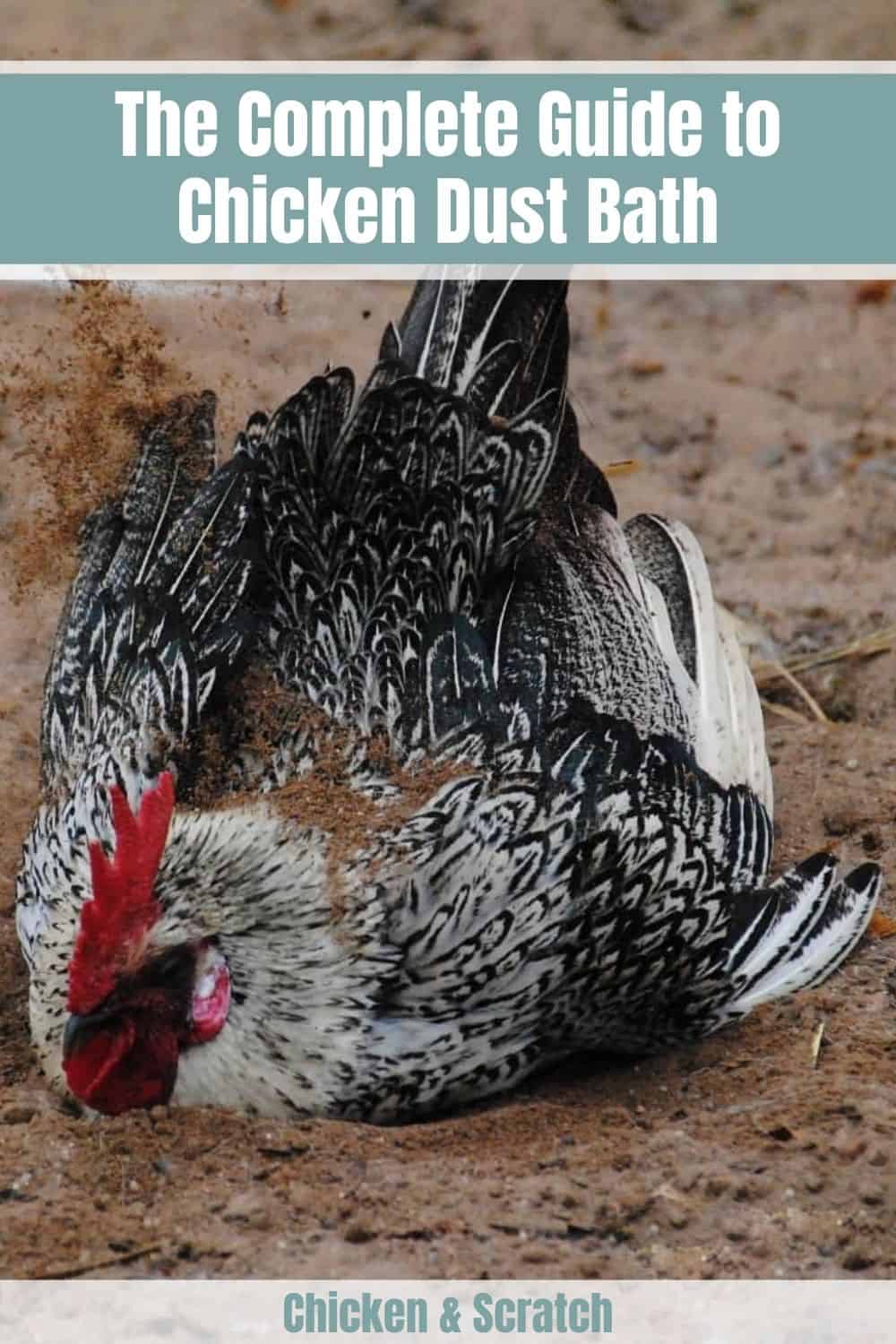 polvo para pollos