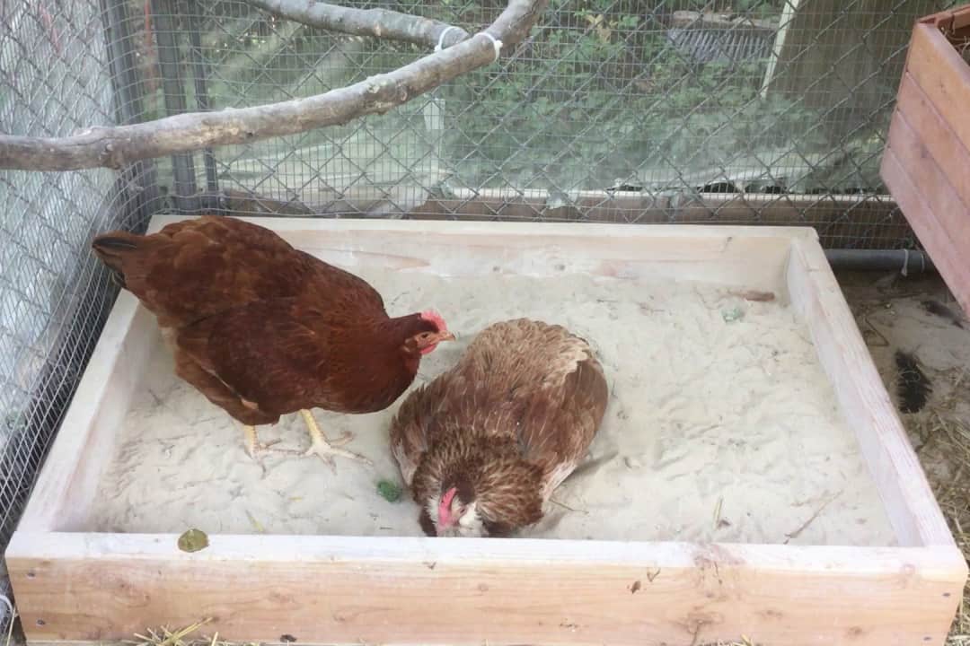 baño de tierra de pollo