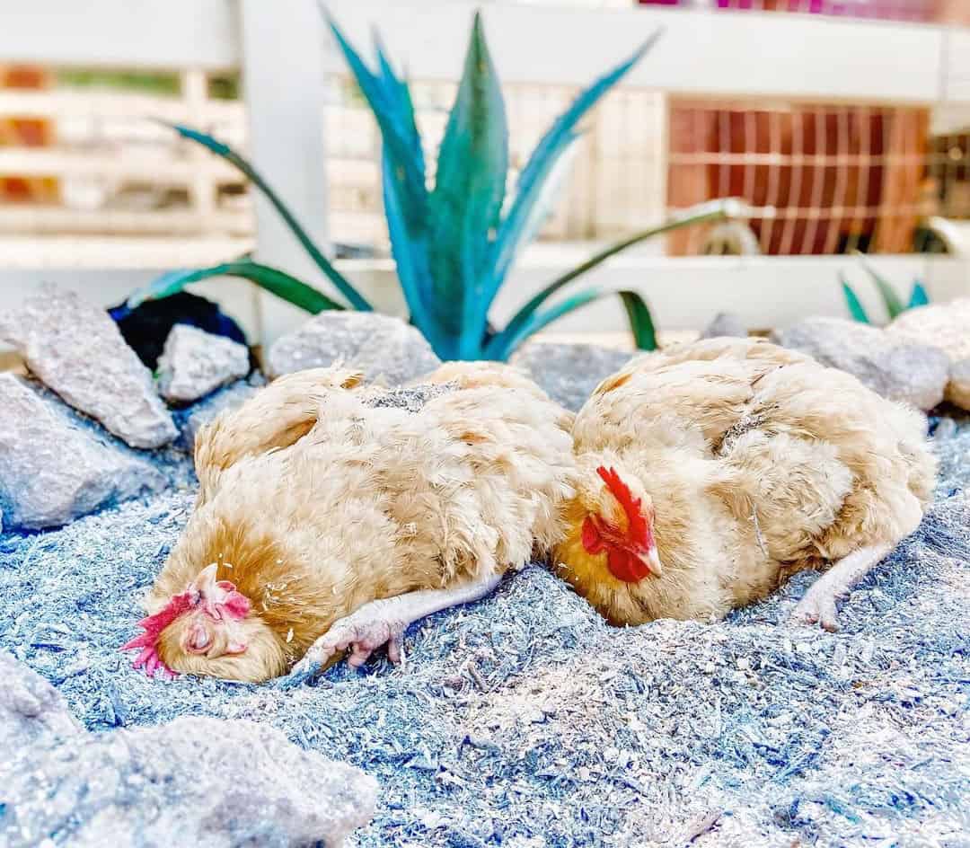 baño de polvo para pollos