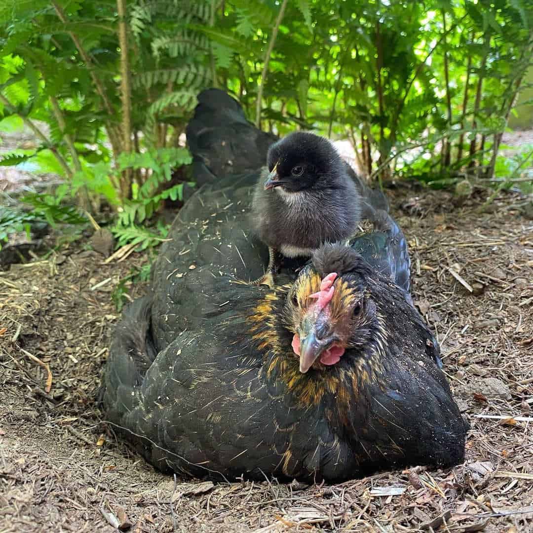 baño de pollo