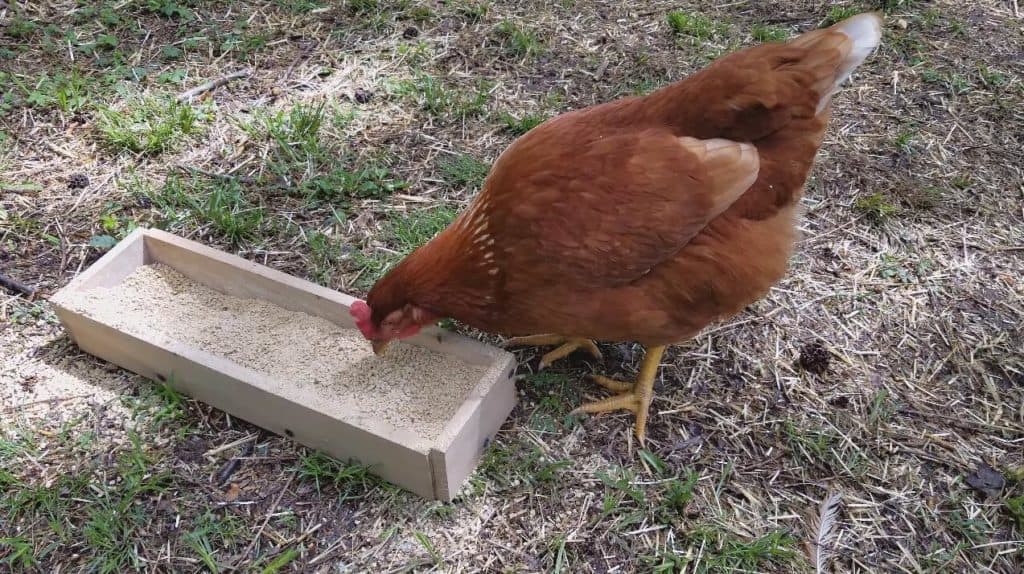 isa brown pollos