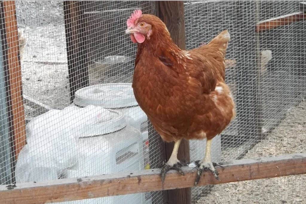 isa brown pollo