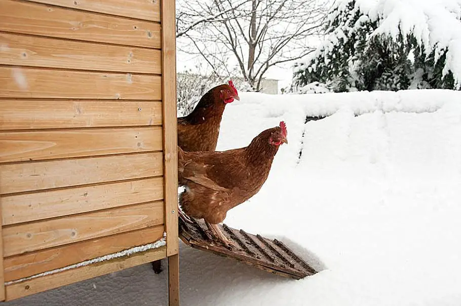 evitar que el agua del pollo se congele