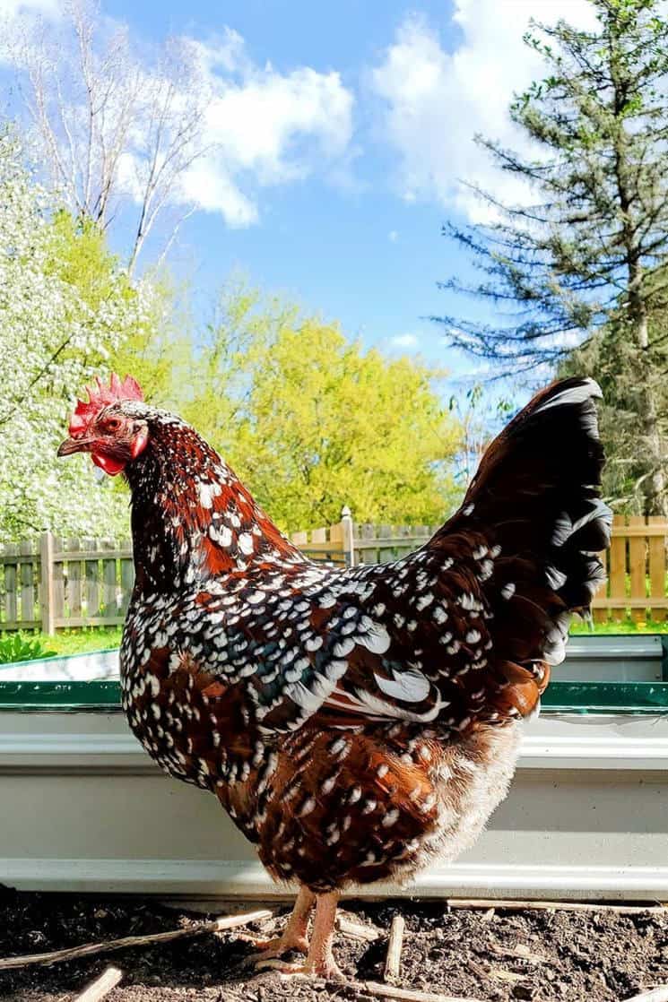 pollo sussex moteado