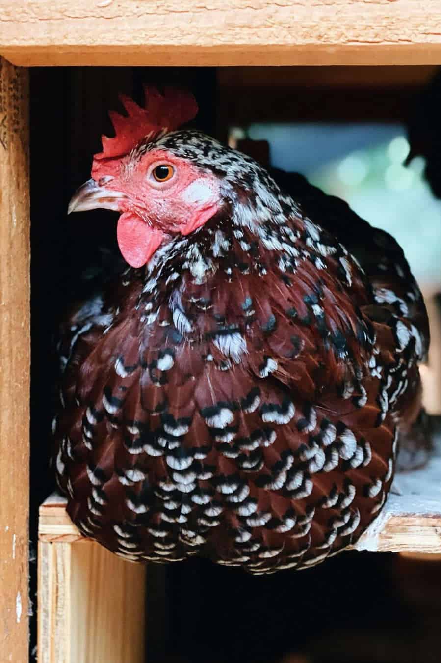 Gallo sussex moteado