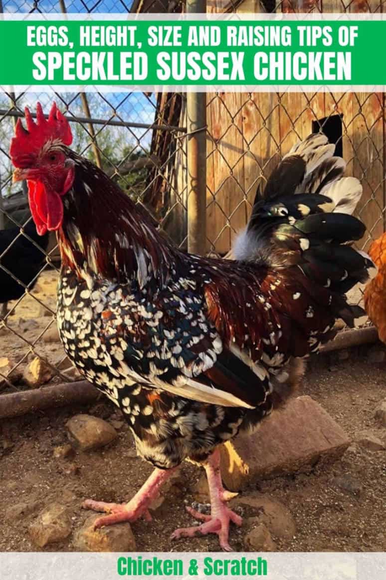 Pollo sussex moteado