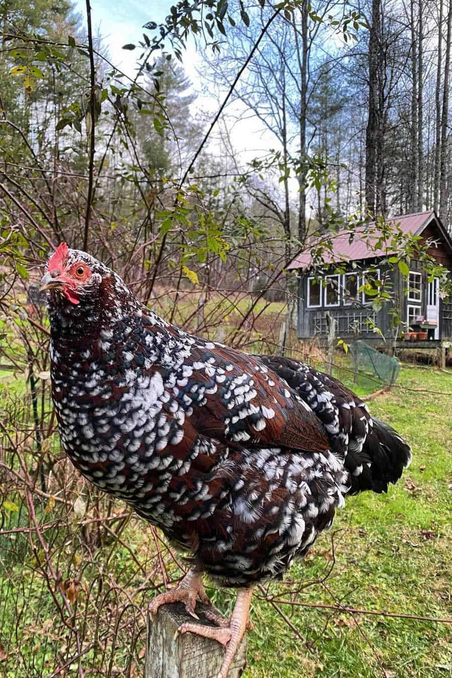 pollos sussex moteados
