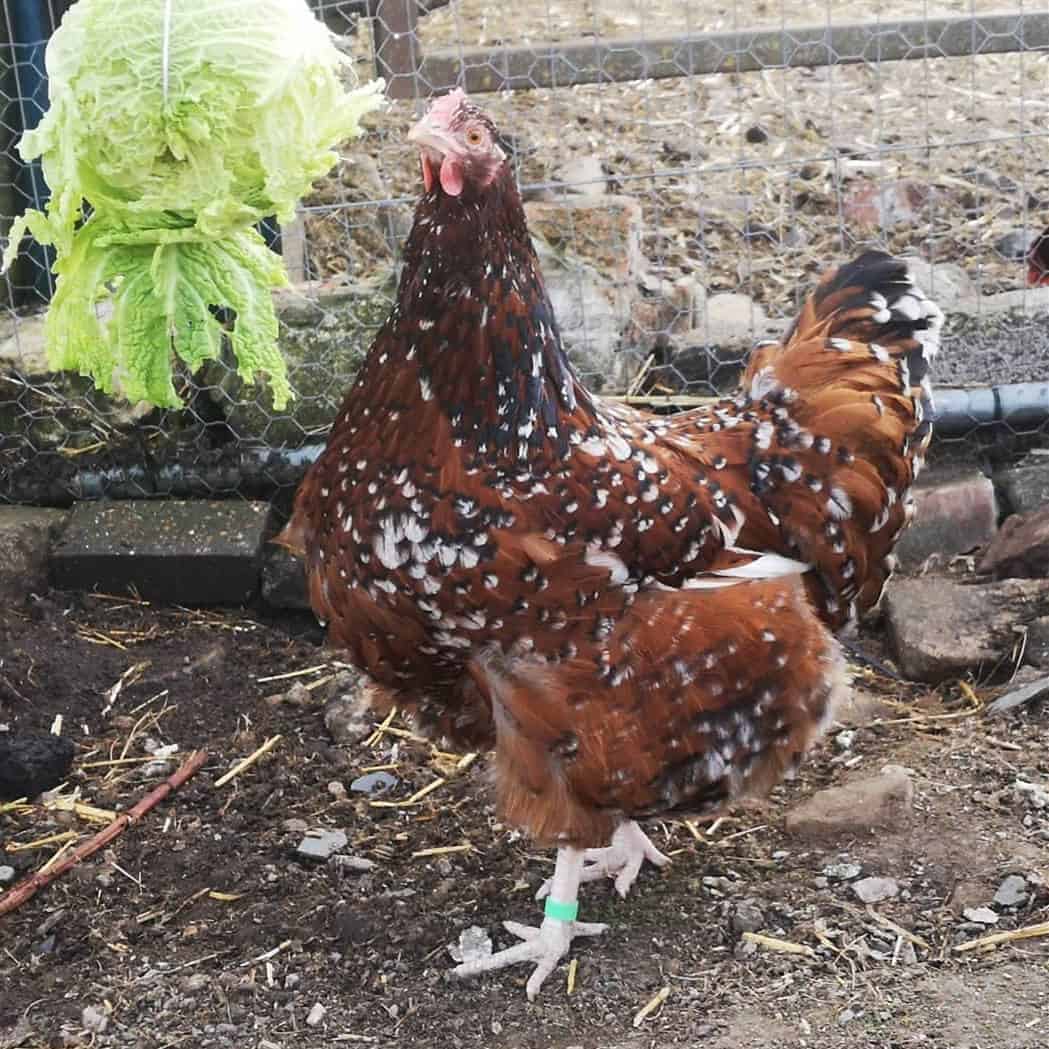 venta de pollos sussex