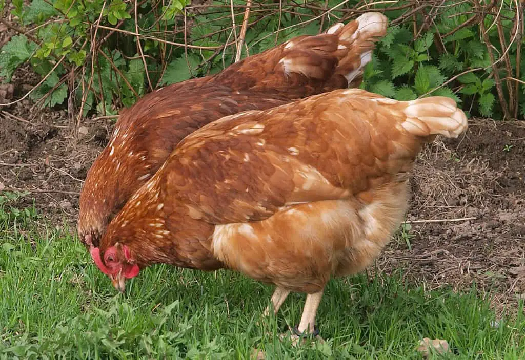sintomas de enfermedades de los pollos
