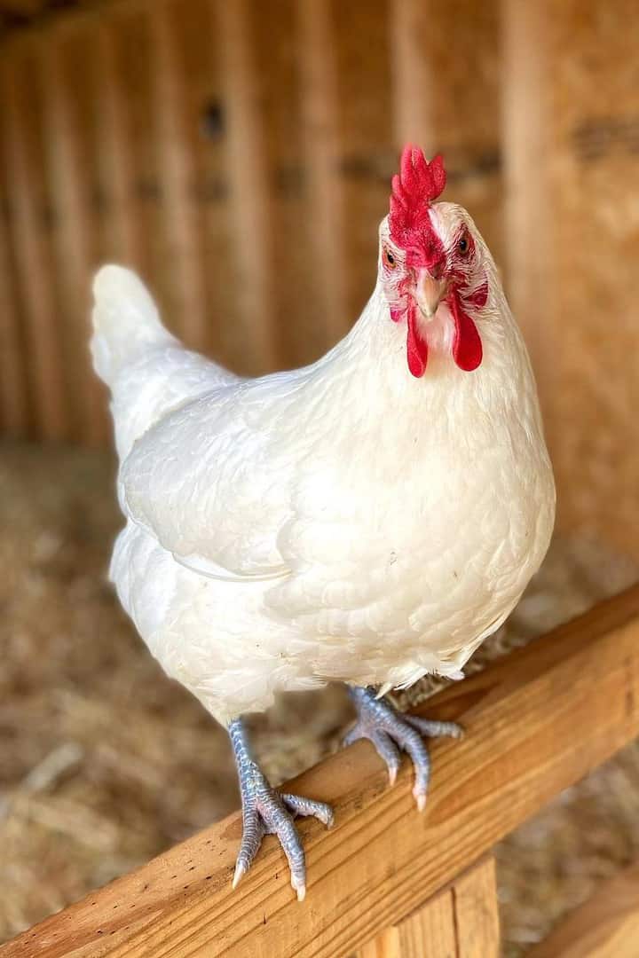 Datos sobre el pollo Leghorn