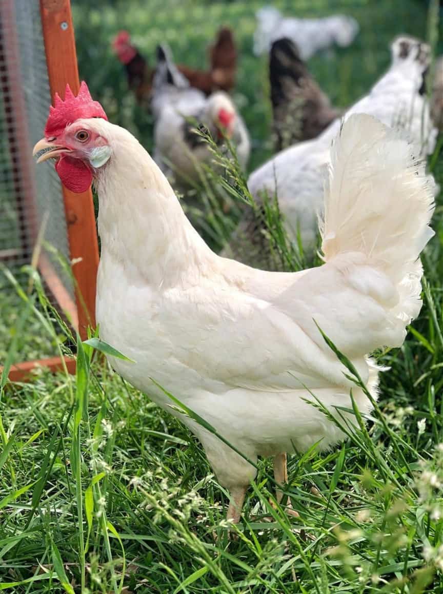 pollo leghorn blanco