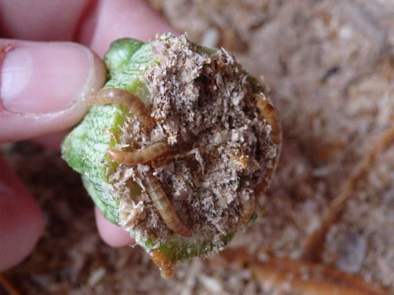 Granja de gusanos de la harina