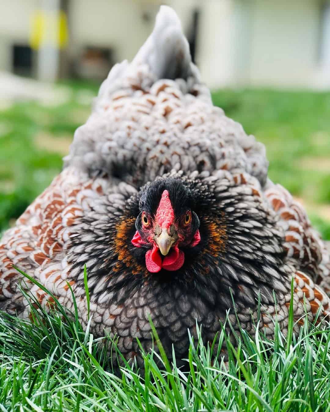 gallina wyandotte roja con cordones azules