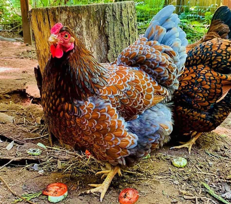 gallinas wyandotte rojas con cordones azules