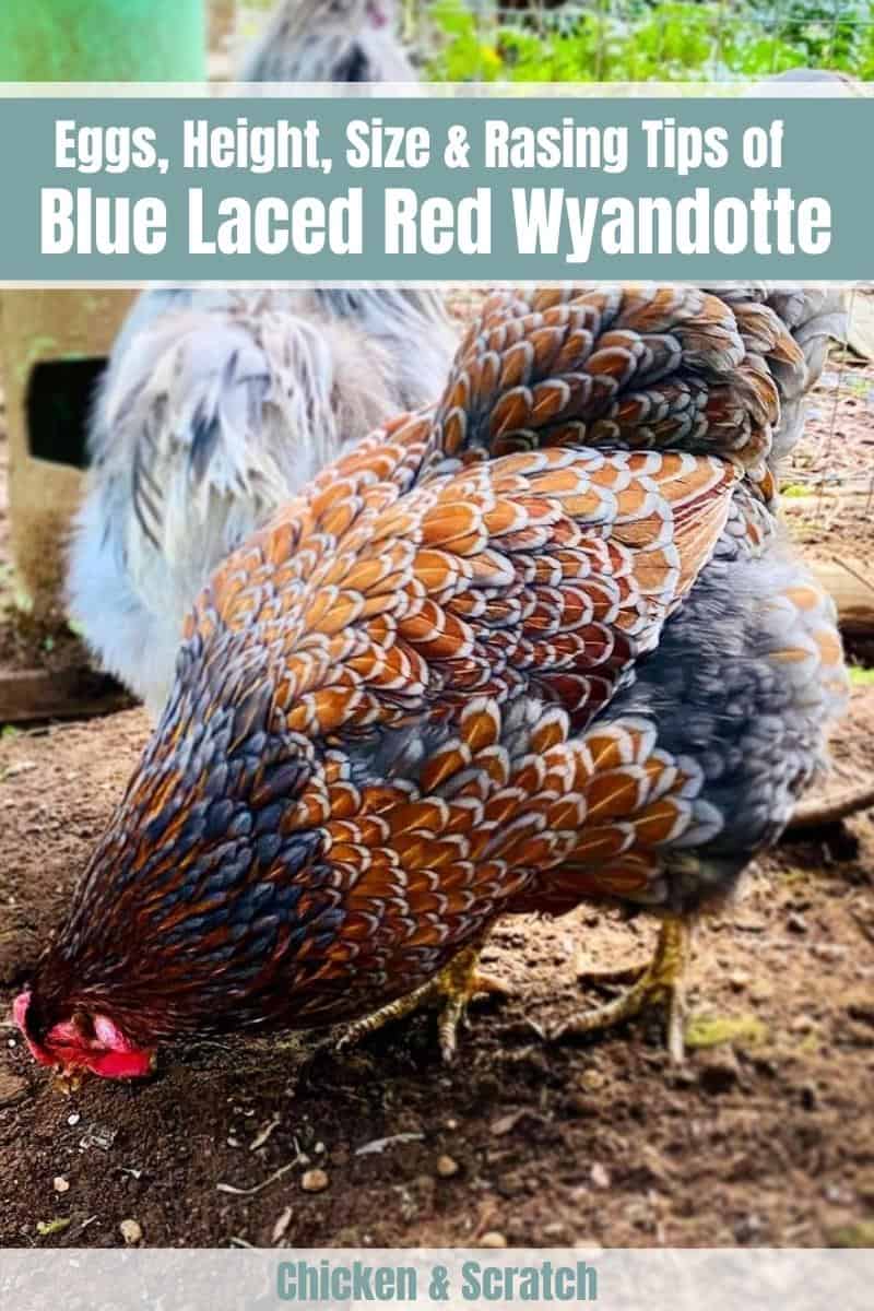 pollo wyandottes rojo con cordones azules
