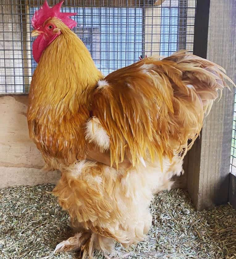 variedad reconocida de pollo cochin