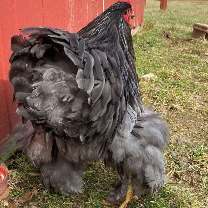 pollo cochin negro