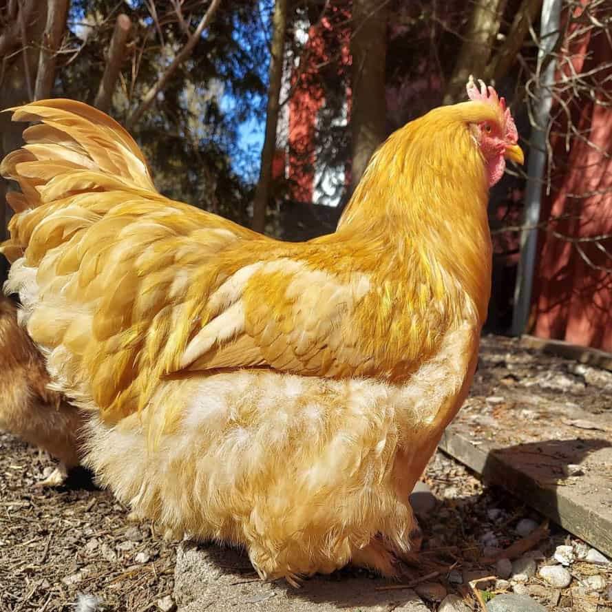 Pollo Cochín