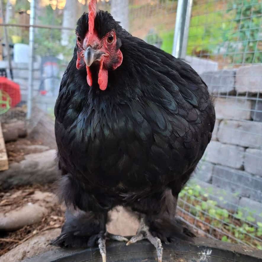 pollo cochin azul