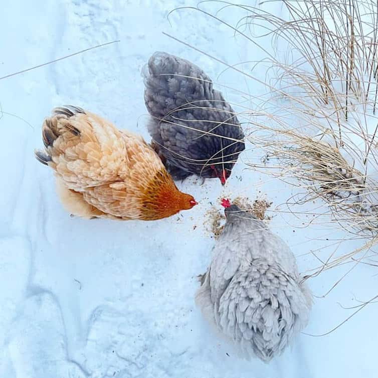 Consejos para criar Cochins
