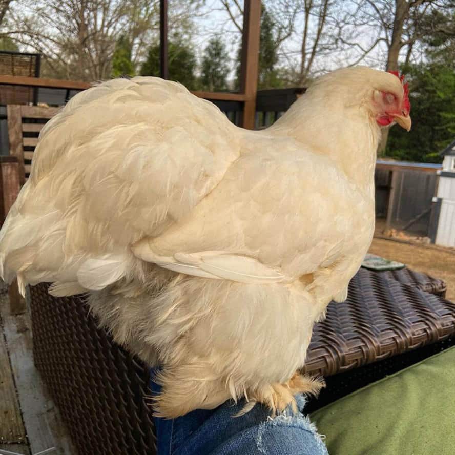 pollo cochin a la venta