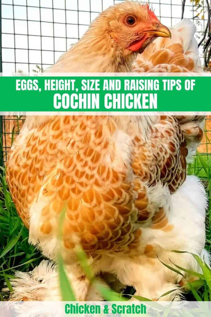 pollo cochín