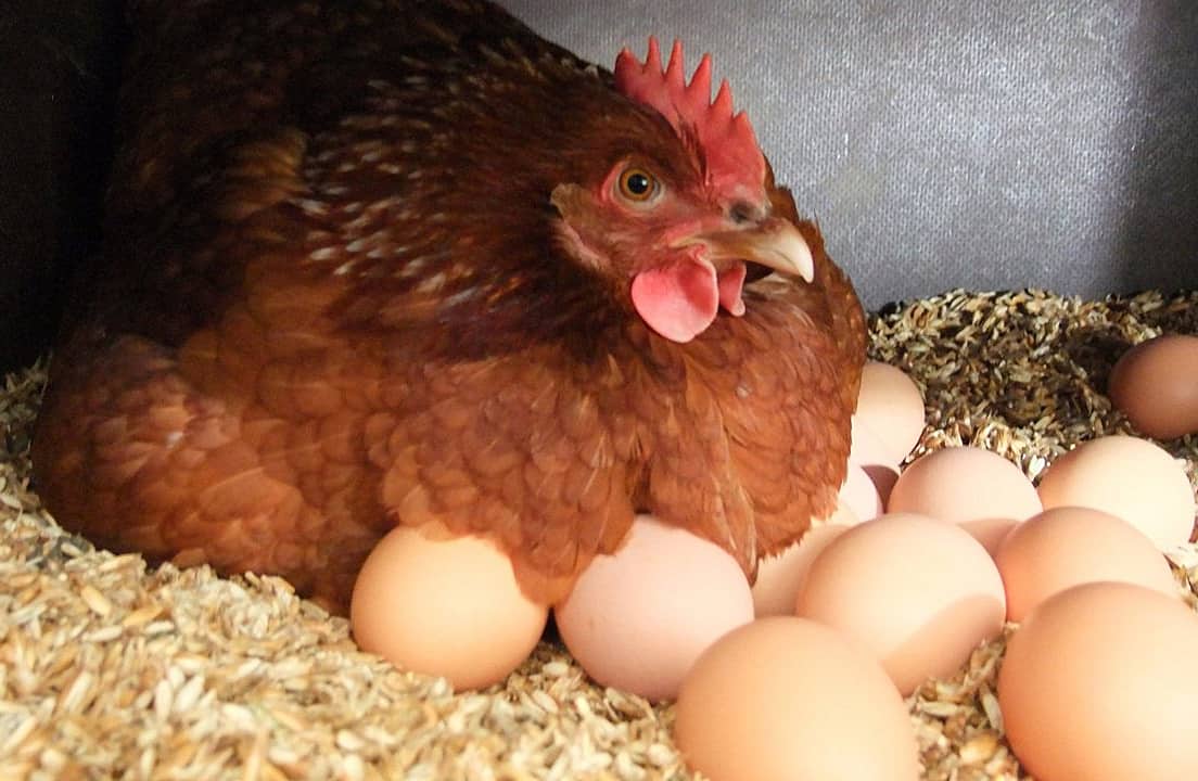 Cuidado diario del pollo