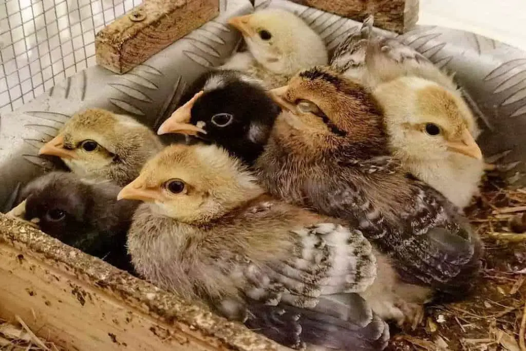 pollitos legbar crema