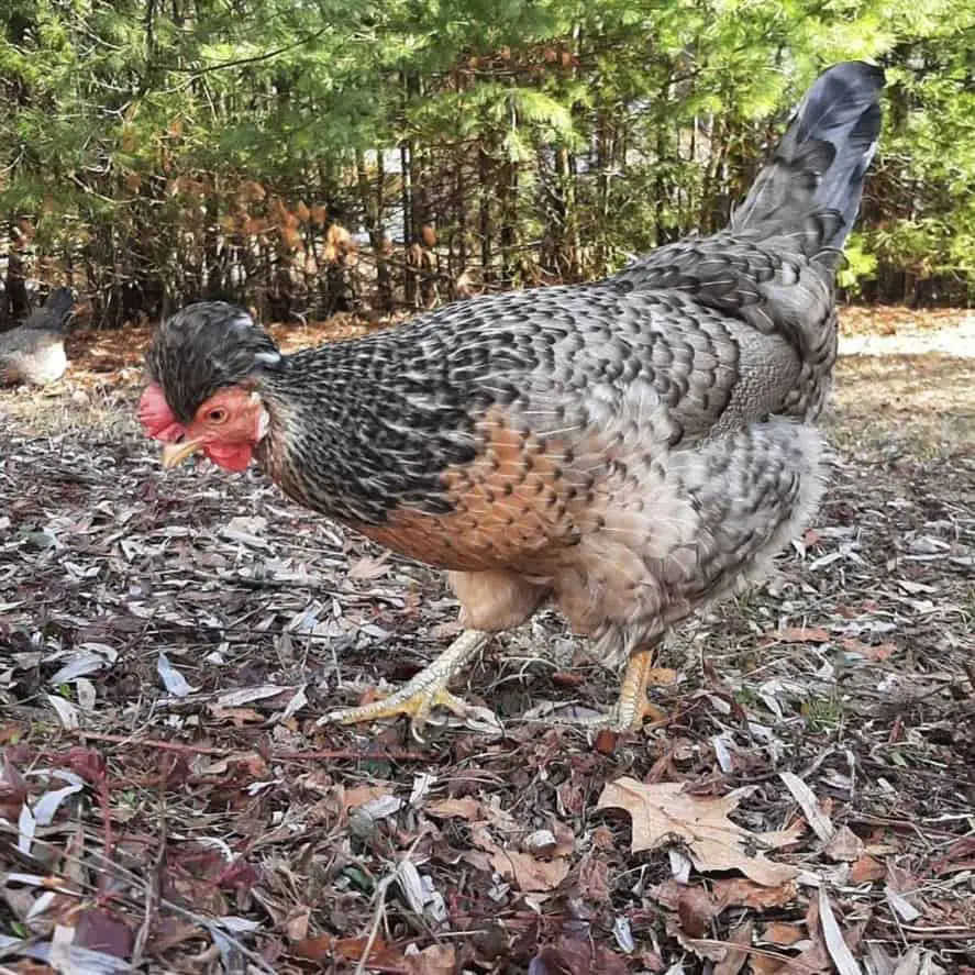 gallo legbar crema descansado
