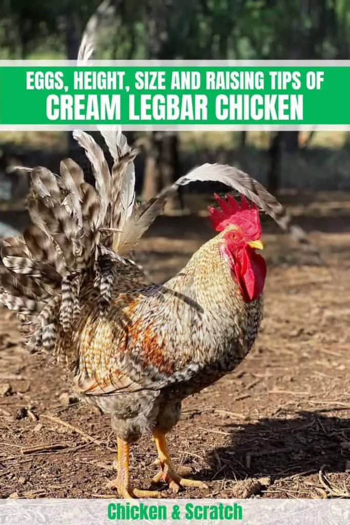 legbar crested cream